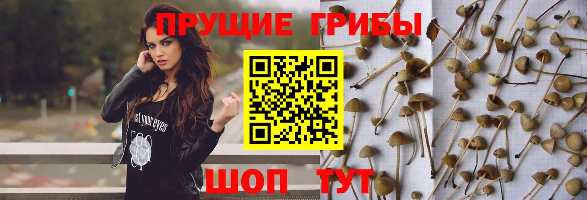 Черкесск  Псилоцибиновые грибы Magic Shrooms  Вход с VPN 